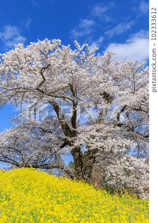 福島二本松_地藏櫻花在陽光下等待人們的風景 102333612