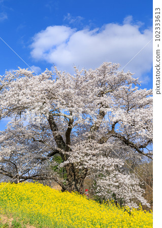 福島二本松_地藏櫻花在陽光下等待人們的風景 福島二本松_地藏櫻花在陽光下等待人們的風景 102333613