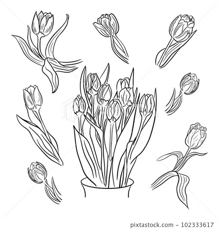 Set of hand drawn bouquet with tulips and tulips Set of hand drawn bouquet with tulips and tulips 102333617
