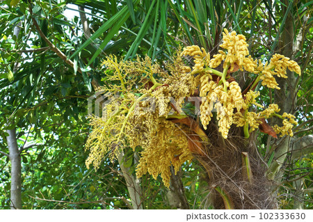 Yellow palm flowers (spring, April) Yellow palm flowers (spring, April) 102333630