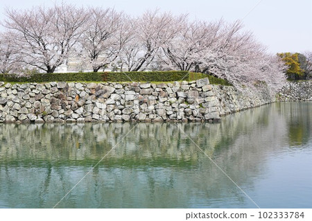 Spring at Himeji Castle, a world heritage site with cherry blossoms in full bloom 102333784