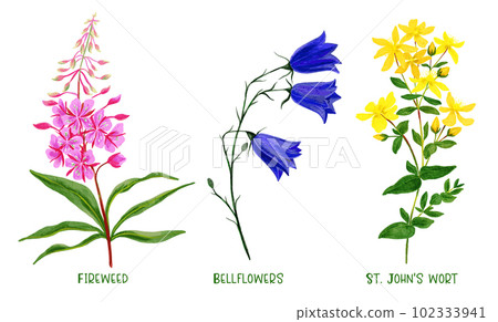 Wild field plants and flowers set, hand drawn watercolor 102333941