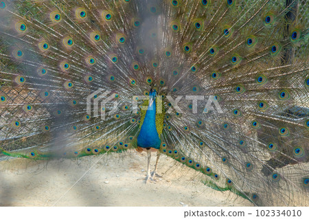 Male peacock with mating plumage in the zoo in Sriayuthaya Lion Park , focus selective 102334010