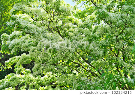 White flowers of Hitotsubatago in full bloom (spring, April) White flowers of Hitotsubatago in full bloom (spring, April) 102334215