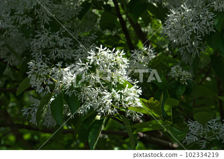 一羽白花盛開(春季、4月) 一羽白花盛開(春季、4月) 102334219