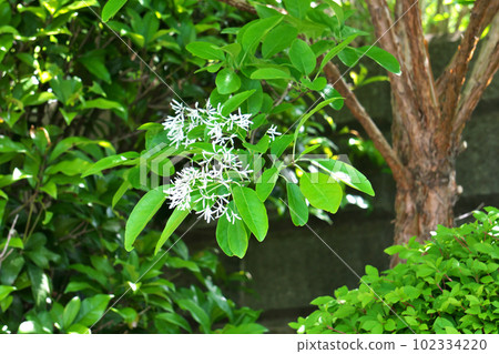 White flowers of Hitotsubatago in full bloom (spring, April) White flowers of Hitotsubatago in full bloom (spring, April) 102334220