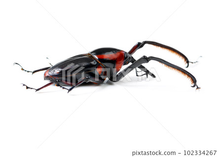 Bug, wildlife and beetle on a white background in studio for pest, zoology and natural ecosystem. Animal mockup, nature and closeup of isolated creature for environment, entomology study and insect Bug, wildlife and beetle on a white background in studio for pest, zoology and natural ecosystem. Animal mockup, nature and closeup of isolated creature for environment, entomology study and insect 102334267