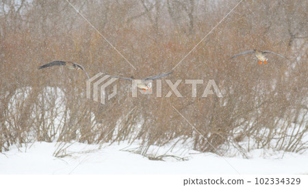 A bean goose that has landed in the light snow A bean goose that has landed in the light snow 102334329