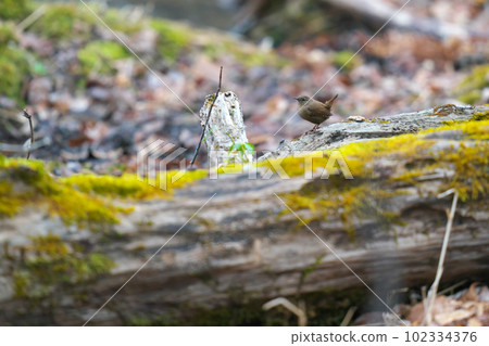 一隻鷦鷯棲息在一棵倒下的樹上,看看發生了什麼 一隻鷦鷯棲息在一棵倒下的樹上,看看發生了什麼 102334376