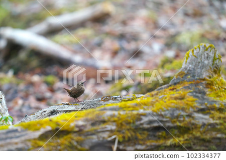 A wren perched on a fallen tree to see what's going on A wren perched on a fallen tree to see what's going on 102334377