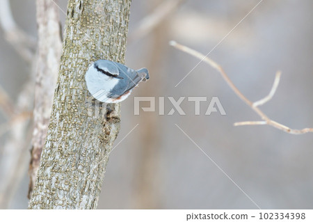 棲息在樹幹上尋找食物的五子雀 102334398