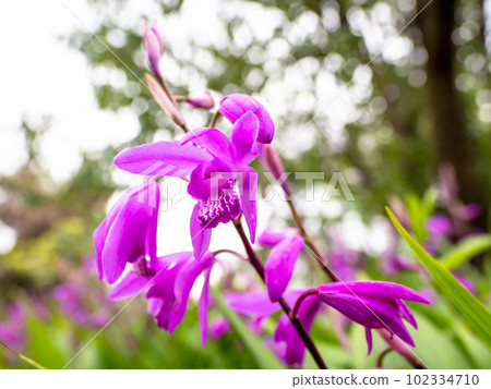 在略微多雲的初夏日綻放紫蘭花 102334710
