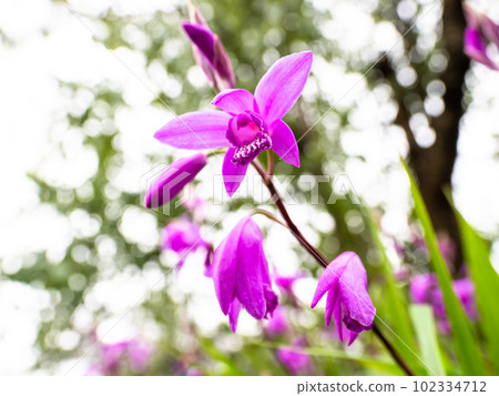 在略微多雲的初夏日綻放紫蘭花 102334712