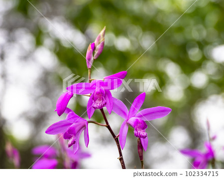 在略微多雲的初夏日綻放紫蘭花 在略微多雲的初夏日綻放紫蘭花 102334715