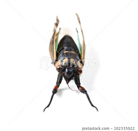 Isolated fly, studio and white background for insect closeup for study, nature or analysis for biology. Bug, animal and zoom of anatomy, eyes and research with color, body and entomology by backdrop 102335022