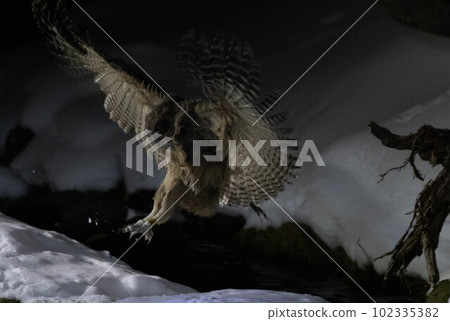 布萊基斯頓的魚鴞著陸 102335382