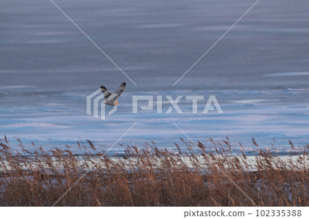 Short-eared owl flying in Notsuke Short-eared owl flying in Notsuke 102335388