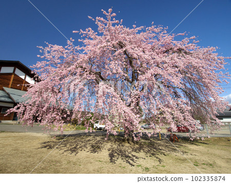 Weeping cherry tree in the Kinehara school grounds Weeping cherry tree in the Kinehara school grounds 102335874