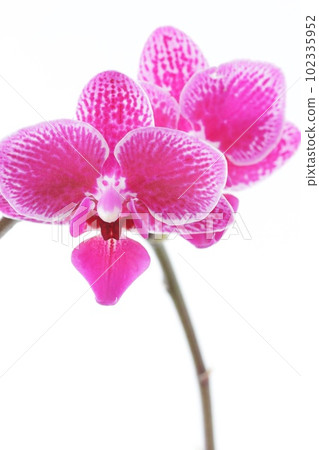 Mini Phalaenopsis orchid pink flower Western orchid bright background Mini Phalaenopsis orchid pink flower Western orchid bright background 102335952