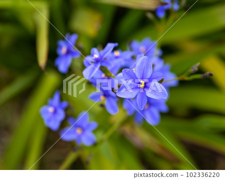 Alistair ekroni (Sorairokikyo iris) in bloom on a slightly cloudy early summer day 102336220