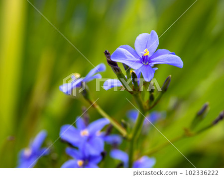 Alistair ekroni (Sorairokikyo iris) in bloom on a slightly cloudy early summer day 102336222