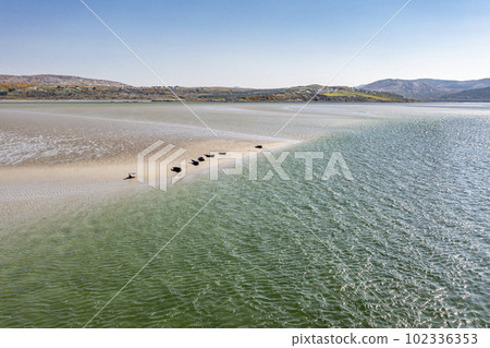 Seals swimming and and resting at Gweebarra bay - County Donegal, Ireland 102336353