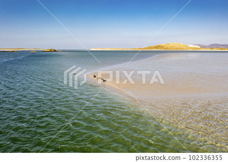 Seals swimming and and resting at Gweebarra bay - County Donegal, Ireland 102336355