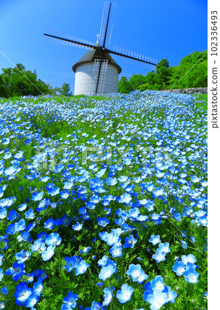 [Tokushima Prefecture] Sunny Asutamu Land Tokushima Windmill Hill (Nemophila) 102336493