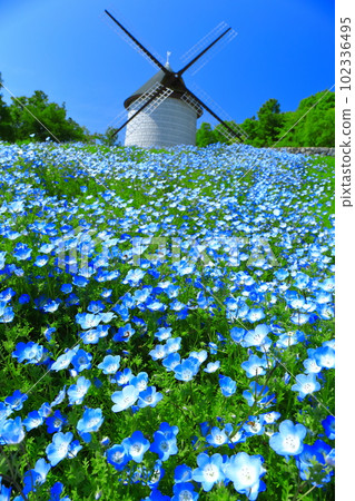 [Tokushima Prefecture] Sunny Asutamu Land Tokushima Windmill Hill (Nemophila) 102336495