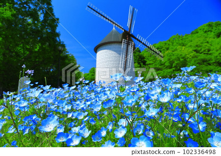 [Tokushima Prefecture] Sunny Asutamu Land Tokushima Windmill Hill (Nemophila) 102336498