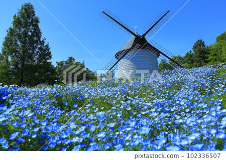 [德島縣] Sunny Asutamu Land Tokushima Windmill Hill (Nemophila) 102336507