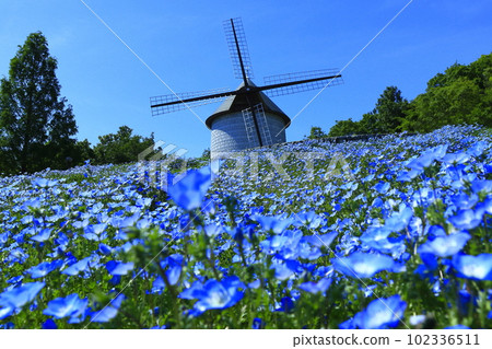 [德島縣] Sunny Asutamu Land Tokushima Windmill Hill (Nemophila) 102336511