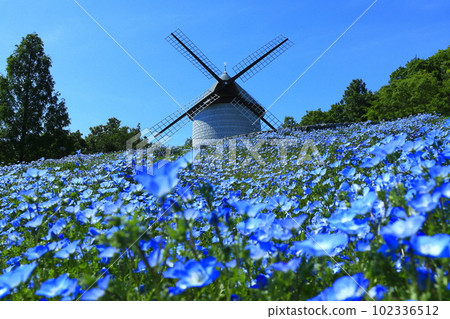 [德島縣] Sunny Asutamu Land Tokushima Windmill Hill (Nemophila) 102336512