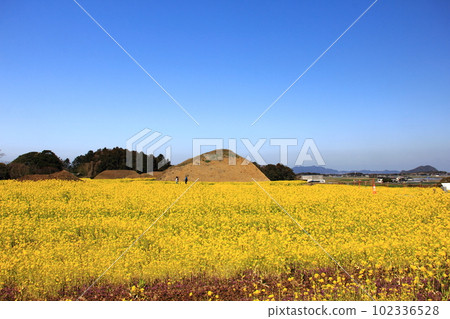 Scenery with an ancient tomb and a field of rape blossoms 102336528