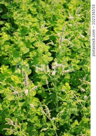 植物形象_盛開的薄荷風景 102336558