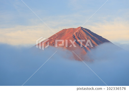 Kawaguchiko, Yamanashi _ Superb view of Red Mt.Fuji sticking out of the sea of clouds 102336576