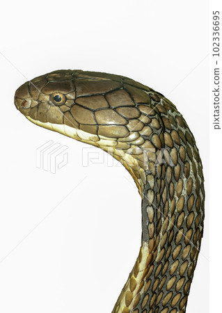 Close up head king cobra on white background  have path Close up head king cobra on white background  have path 102336695