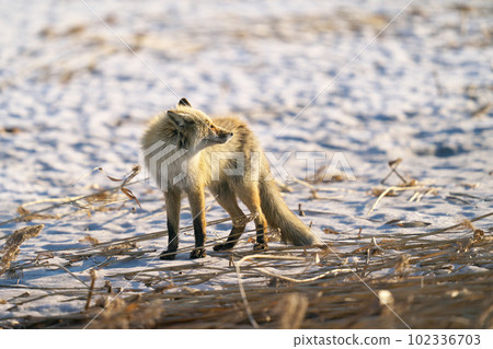 red fox looking for food 102336703
