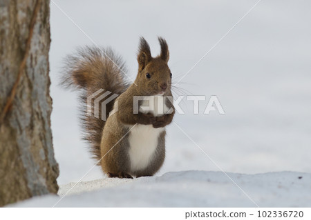 供應商擺姿勢的蝦夷松鼠問這裡發生了什麼 102336720