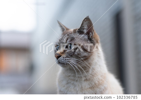 A cat staring at you A cat staring at you 102336785