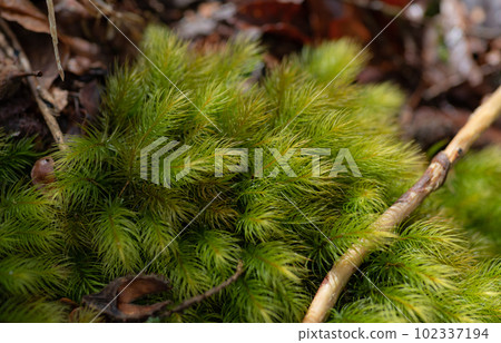 用微距鏡頭拍攝蓬鬆的苔蘚 102337194
