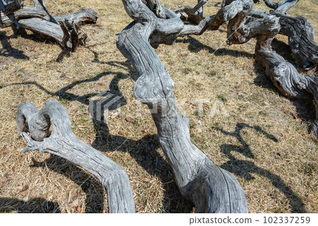 Weeping Chestnut Tree [Weeping Chestnut Forest Park] 102337259