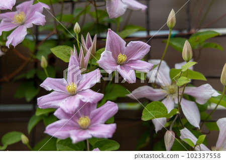 鐵線蓮“Sakurafubuki”綻放著美麗的粉紅色花朵，纏繞在柵欄中 102337558