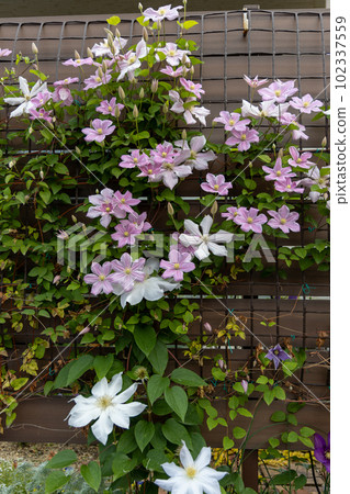 鐵線蓮“Sakurafubuki”綻放著美麗的粉紅色花朵，纏繞在柵欄中 102337559