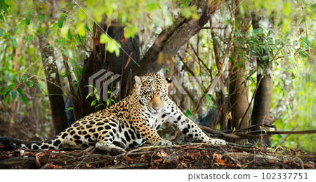 Close up of a Jaguar lying on a river bank 102337751