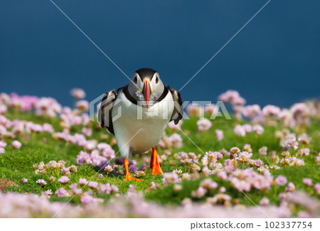 Atlantic puffin with sand eels in pink sea thrift flowers 102337754