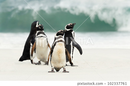 Group of Magellanic penguins on the beach 102337761