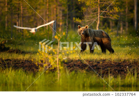 Eurasian Brown bear by a pond in a forest in autumn 102337764