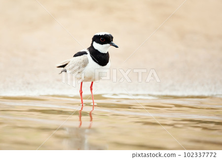 Close up of a Pied plover, also known as the pied lapwing 102337772