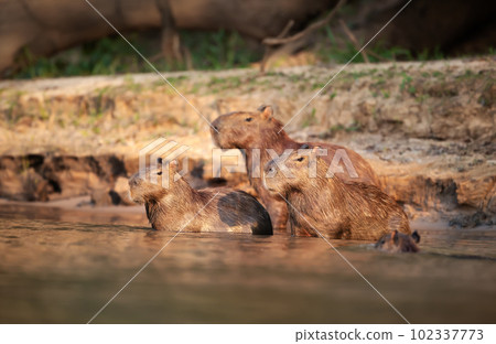 Group of Capybaras on a river bank 102337773
